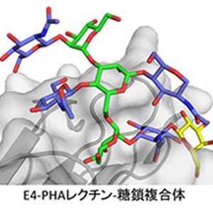 理研、形に揺らぎのある糖鎖の構造を原子レベルで可視化することに成功