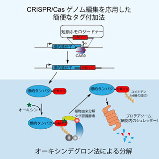 遺伝研、ヒト培養細胞内で特定のタンパク質を分解除去する方法を開発