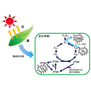 神戸大、植物が活性酸素を生成し枯れていくメカニズムを解明