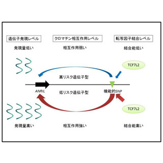 子宮内膜症のリスクとなる遺伝子多型は遺伝子の調節領域に存在 - 遺伝研