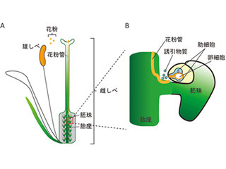 植物の受精効率を高める物質を発見