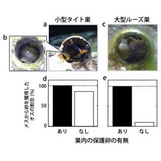 長崎大、体外受精を行う小型魚類でオスがメスに配偶を強制する現象を発見