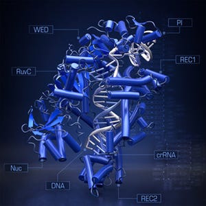東大、新たなゲノム編集ツール「CRISPR-Cpf1」の分子構造を解明