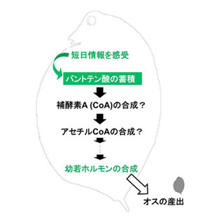 ミジンコでは母親体内のビタミンB5が子の性決定に関与 - 基礎生物研