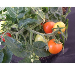 「青いトマト」の毒の合成遺伝子を発見 ジャガイモ毒抑制にも応用