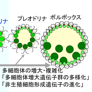 東大など、生物の「多細胞化」のカギを握る遺伝子を解明