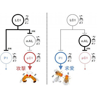 "求愛か、攻撃か"を決める脳のスイッチ - 東北大がショウジョウバエで発見