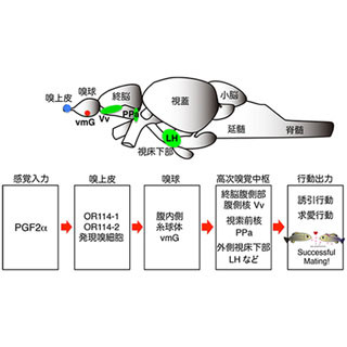 魚の求愛行動を促進するフェロモン「PGF2α」の受容体を発見 - 理研など