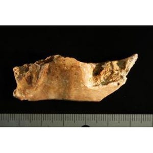 フローレス島の超小型原人は、少なくとも70万年前に矮小化 - 科博
