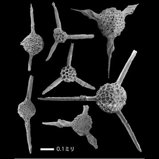 2億1500万年前の巨大隕石衝突で海洋生物が絶滅した証拠 - 熊本大らが発見