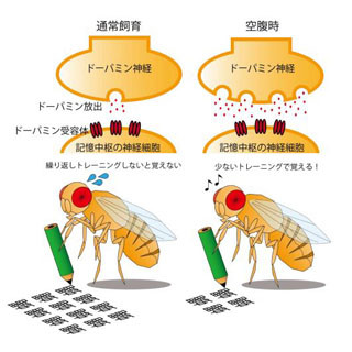 空腹時のほうが効率的に学習できる? - 「第39回 日本神経科学大会」開幕