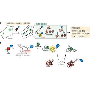 京大、周辺のタンパク質をタグ付けできる新しい亜鉛応答分子を開発