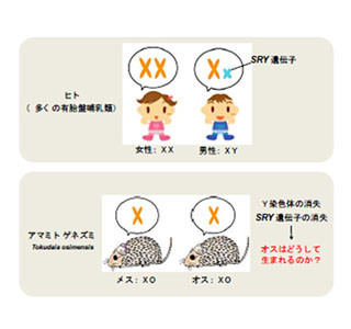 Y染色体なくてもオスになる謎を解明 北大が遺伝子を特定