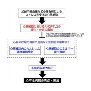 心不全の新たな発症メカニズムを解明し、新規遺伝子治療法を開発 - 熊本大