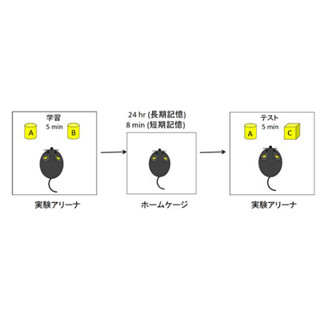 学習する時刻によって記憶のしやすさが大きく異なる - 東大がマウスで解明