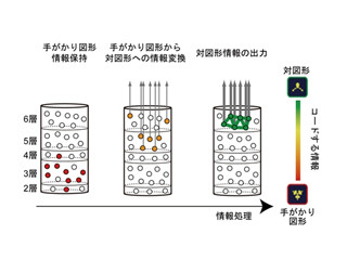 順天堂大学、脳が記憶を思い出す際の新たな仕組みを解明