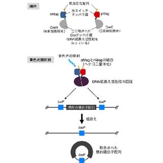 東大、生体外からの光照射でDNA組換え反応をコントロールできる技術を開発