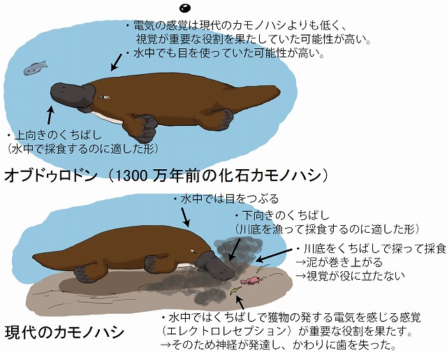 販売 母の日 ハンドクリーム カモノハシ