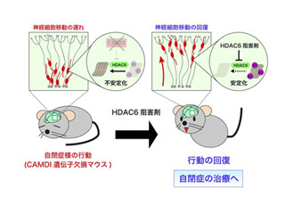 自閉症の根本治療にマウスで成功 - 東京薬科大