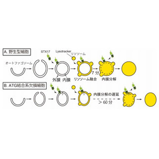 オートファジーに関わる二重膜の内部が分解される様子 - 東大が観察に成功