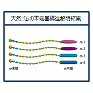 住友ゴム、パラゴムノキより採取された天然ゴムの末端基構造を解明
