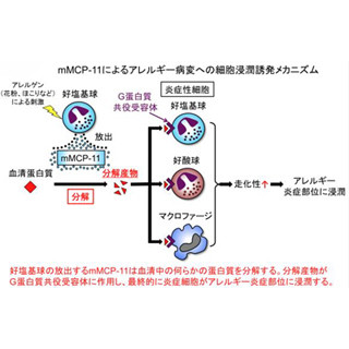 好塩基球の放出するタンパク分解酵素がアレルギーを引き起こす - TMDU