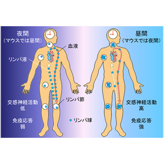 ワクチン接種は、交感神経の活動がピークになる時間帯が効果的 - 阪大iFReC