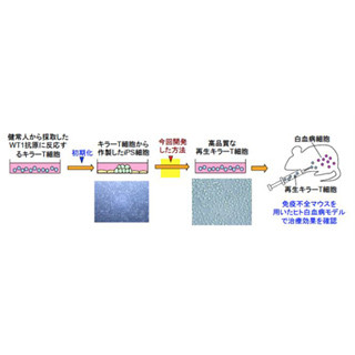 京大、がん細胞を殺傷できる強力なキラーT細胞をヒトiPS細胞から再生