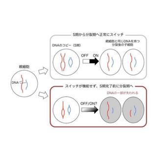 熊本大など、細胞分裂の"スイッチ"を人工的に作り出すことに成功