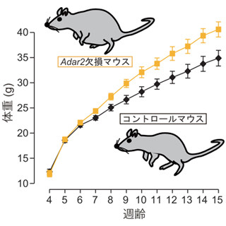 体内時計が生理機能リズムを生み出すにはRNA編集酵素ADAR2が必要 - 東大