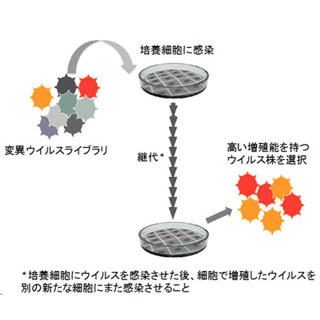 東大、培養細胞で高い増殖能をもつB型インフルエンザウイルスの作出に成功