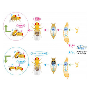 東北大、求愛ばかりしていて交尾をしないハエの謎を解明 - セロトニンが鍵