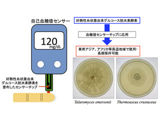 東京工科大、血糖値センサチップに向けた高耐熱性/長期安定性の酵素を発見