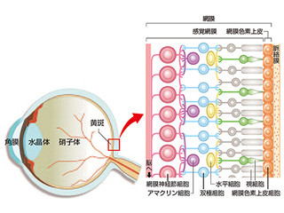 理研、iPS細胞由来の網膜組織を用いた視機能の回復をマウスを用いて確認