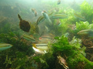 海水からのDNA解析により周辺に生息する魚種の8割を検出する技術 - JST