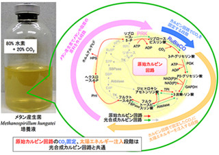 神戸大など、光合成の進化的な原型を太古の微生物から発見