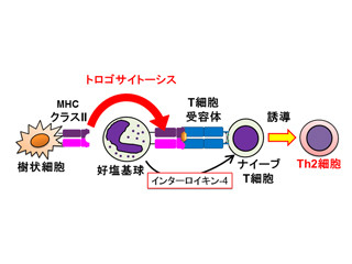 好塩基球がアレルギー誘導型T細胞を生み出す仕組みを解明 - TMDU
