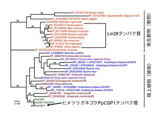 動物と植物に共通する幹細胞化誘導因子 - 金沢大が発見