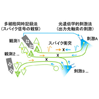 玉川大、脳の領域間を伝わるスパイク信号を一挙に観測できる手法を開発