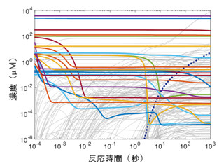 阪大、タンパク質合成反応の大規模全成分計算機シミュレータを開発