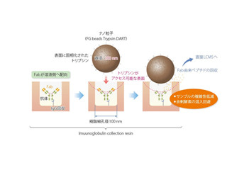 島津、抗体医薬の薬物動態解析を簡素化するLC/MS/MS用前処理キットを発売