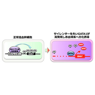 DNAメチル化によるGata1遺伝子抑制の解除が赤血球分化のカギ - 東北大