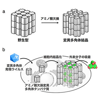 東工大など、分子フィルターの役割をもつタンパク質結晶の細胞内合成に成功