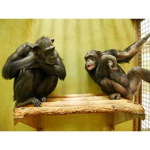 京大、チンパンジーのダウン症を確認-世界で2例目