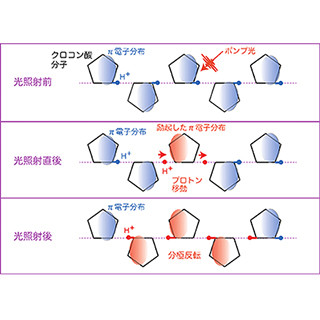 フェムト秒パルス光照射によって有機強誘電体の分極を高速に制御 - KEK