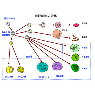 マクロファージが造血幹細胞から優先的に作られる分子メカニズム - 東北大