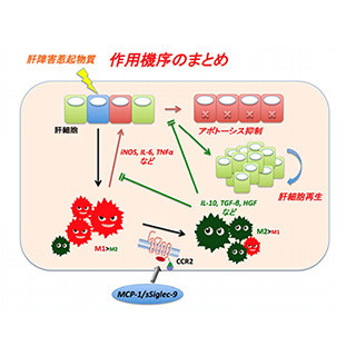 新規M2型マクロファージ誘導因子を用いた難治性肝疾患治療法 - 名大と徳島大