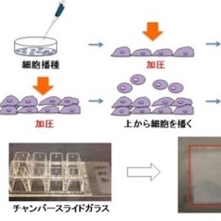 横市大、ロボット工学技術により細胞から血管創出に成功- 再生医療実用化へ