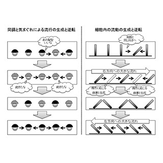 流行が作られるしくみ「同調現象」を、細胞の中で発見