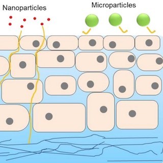 東北大、眼内移行性の高いナノ粒子点眼薬の開発に成功- 緑内障治療に応用も